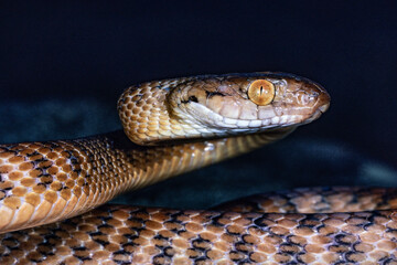 Close up of Australian Brown Tree Snake
