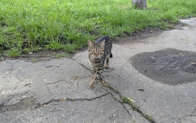 A cat on a city street. Walking along a spring street, I met a beautiful gray short-haired cat. Cute and friendly. Lives nearby. But loves to walk along the street - a birch alley