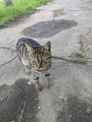 A cat on a city street. Walking along a spring street, I met a beautiful gray short-haired cat. Cute and friendly. Lives nearby. But loves to walk along the street - a birch alley