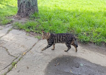 A cat on a city street. Walking along a spring street, I met a beautiful gray short-haired cat. Cute and friendly. Lives nearby. But loves to walk along the street - a birch alley