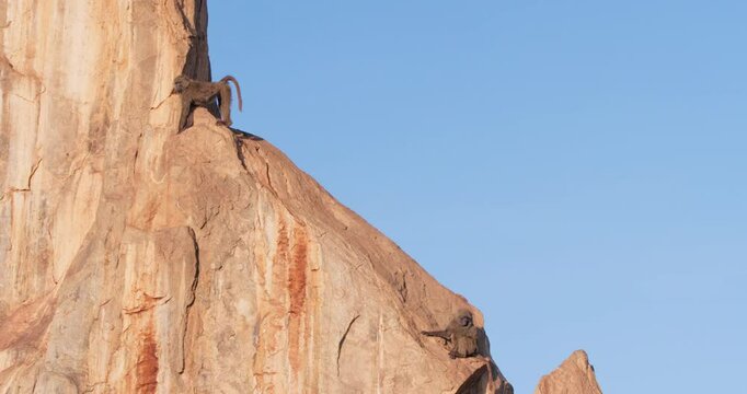 Very wide of troop of Olive Baboons (Papio anubis) resting on the edge of a rock in savannah in morning in Kenya
