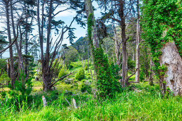 Dense pine and cypress forest in the Marin Headlands, California. Mossy tree trunks and green undergrowth create a wild, natural woodland scene under soft daylight
