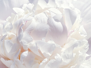 Pure white peony flower petals.  © OLENA LIALINA