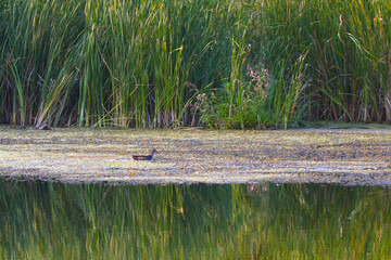 Small grey ducks swim in front of the reeds, feed and eat their food.