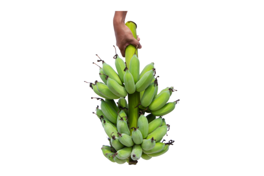 Hold hand down banana isolated on cutout PNG or transparent background. Raw bananas fresh green banana old bunch about to ripen fruit for healthy bones.