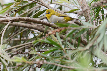 Oriental white eye on the branch