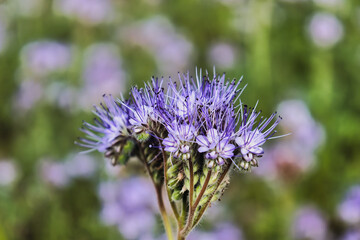 Phacelia Beautiful rural landscape with sunrise and blossoming meadow. purple flowers flowering on spring Field Summer Sunset Agriculture Farm Nature