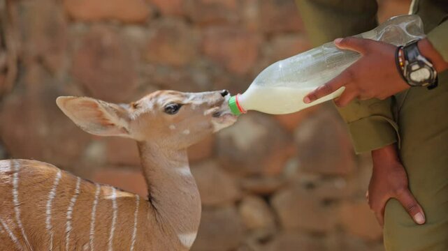 Close up of baby Kudu Antelope (Tragelaphus angasii) bottle feeding by female ranger caretaker during the day in Kenya