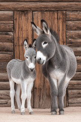 Adorable Donkey Mother and Foal