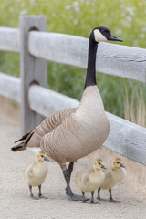 Fototapeta premium Canada Goose Family by a Wooden Fence