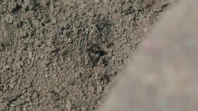 Looking down at black ants digging a hive 