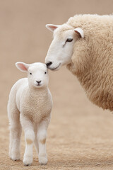 Mother Sheep and Lamb Embrace
