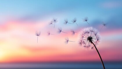 Fototapeta premium A dandelion blowing in the sunset, creating a calming atmosphere.