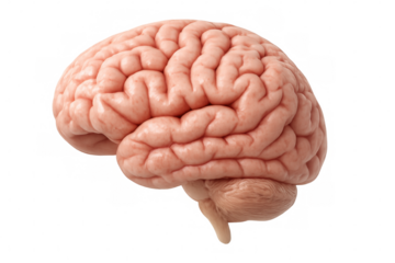 Highly detailed 3d rendering of a human brain isolated on transparent background, perfect for medical illustrations and educational projects