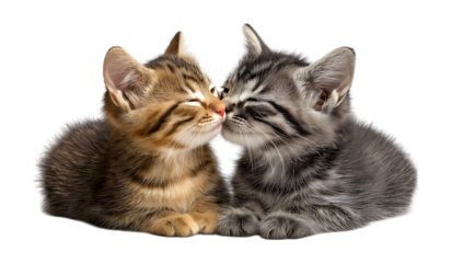 two kittens kissing very cute and adorable perfect for any animal lover or animal lover isolated on a transparent  background