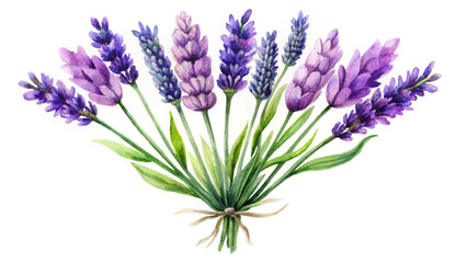 Fototapeta premium lavender flowers isolated on white