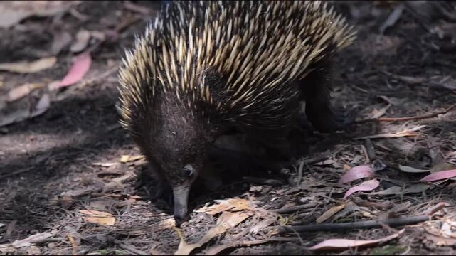 Close-Up of an Echidna Foraging on the Forest Floor in Australia