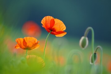 Naklejka premium Vibrant Orange Poppies in a Field Displaying Floral Beauty and Summer Season Charm