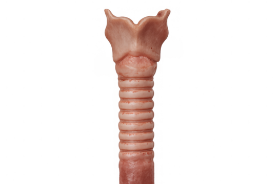 Medical visualization depicting human trachea, showing intricate cartilage rings in precise 3d rendering against translucent backdrop