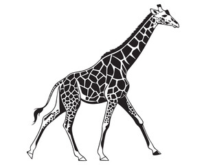 Naklejka premium A black and white line drawing of a full giraffe in profile view isolated on transparent background, PNG 