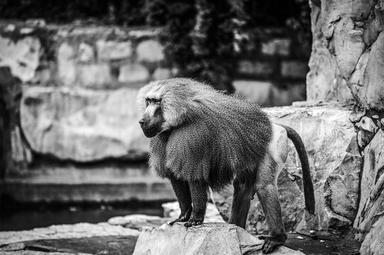 Babouin hamadryas en noir et blanc
