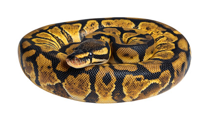 Obraz premium python with beautiful pattern isolated on a transparent background