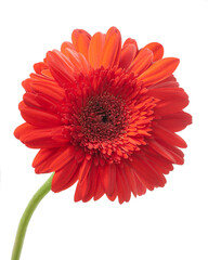 Red Barberton daisy flower, Gerbera jamesonii, isolated on white background, with clipping path  