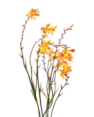 Fototapeta premium Crocosmia flower, Orange Montbretia flower isolated on white background, with clipping path 