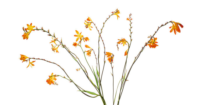 Crocosmia flower, Orange Montbretia flower isolated on white background, with clipping path  