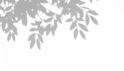 Leaf shadows on a white background