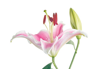 Japanese lily, Pink lily flowers, Lilium speciosum isolated on white background, with clipping path 