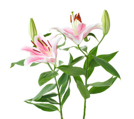 Japanese lily, Pink lily flowers, Lilium speciosum isolated on white background, with clipping path 