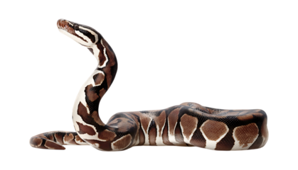 A ball python, sitting on the ground with its head raised and stretching upwards isolated on a transparent  background