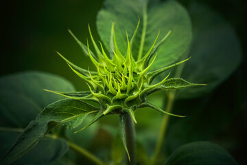 Sunflower in the field. Close-up. Toned.