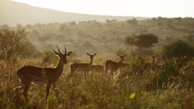 Very wide gimbal parallax of herd of Impalas (Aepyceros melampus) grazing in grassland savannah looking at camera in sunrise in Kenya