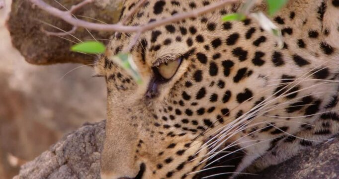 Extreme close-up tilt of a Leopards (Panthera pardus) head dozing off in dry savannah grassland at midday in Kenya