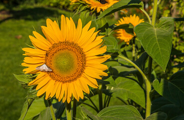 Sunflower in the field. Close-up. Toned.