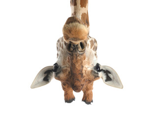Fototapeta premium Curious giraffe peeking with big expressive eyes.