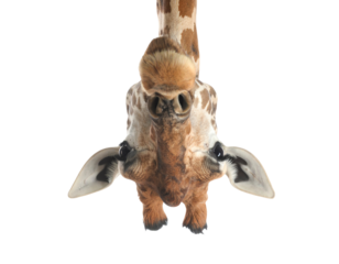 Curious giraffe peeking with big expressive eyes.