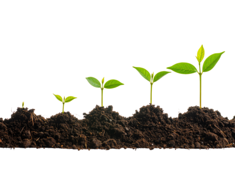 Growing seedlings in fertile soil