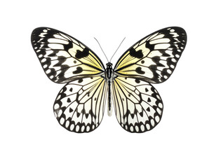 Fototapeta premium Elegant butterfly with intricate patterns.