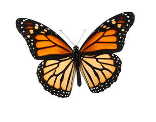 Beautiful monarch butterfly displaying vibrant colors.