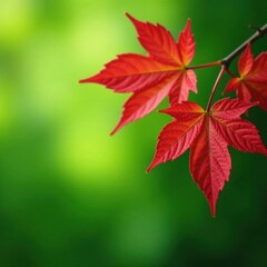 Intense red sweetgum leaves, blurred green background, sharp, vibrant