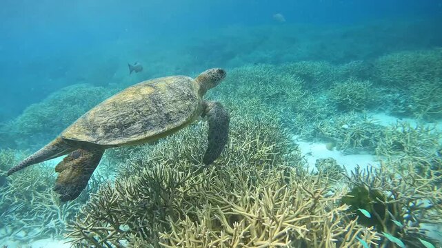 Sea Turtle Swimming Over Coral Reef in Clear Ocean Waters
