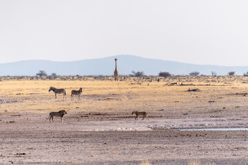 Telephoto shot of a pride of Lions in Etosha national park. Zebras and Giraffes are nervously on...