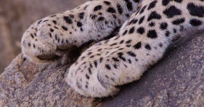 Extreme close-up of a Leopards (Panthera pardus) paws resting on a rock in dry savannah grassland at midday in Kenya