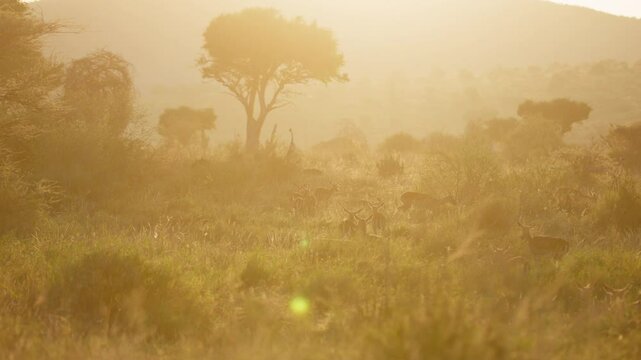 Very wide gimbal parallax of herd of Impalas (Aepyceros melampus) grazing within savanna and tree in background sunrise in Kenya