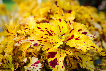 Dublin, Ireland - May 31 2025 