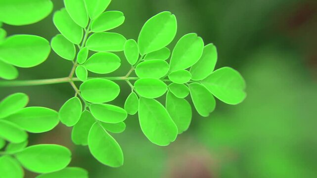 Close-up video of moringa (Moringa oleifera) leaves from tip to branch, showing detailed texture and structure. Known for its health benefits and medicinal properties.
