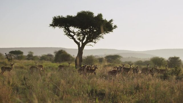 Very wide gimbal parallax of herd of Impalas (Aepyceros melampus) grazing in grassland savannah with tree in background in sunrise in Kenya